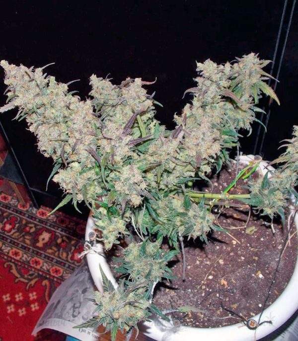 Семена сорта New York City (Pyramid Seeds) — изображение 5