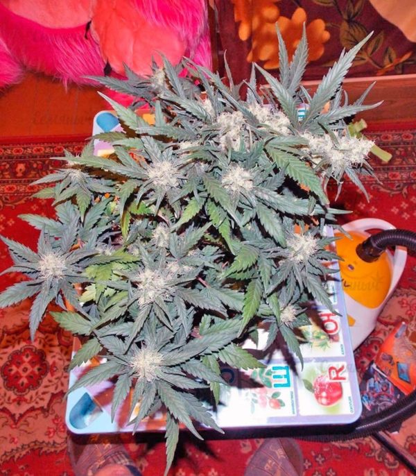 Семена сорта New York City (Pyramid Seeds) — изображение 6