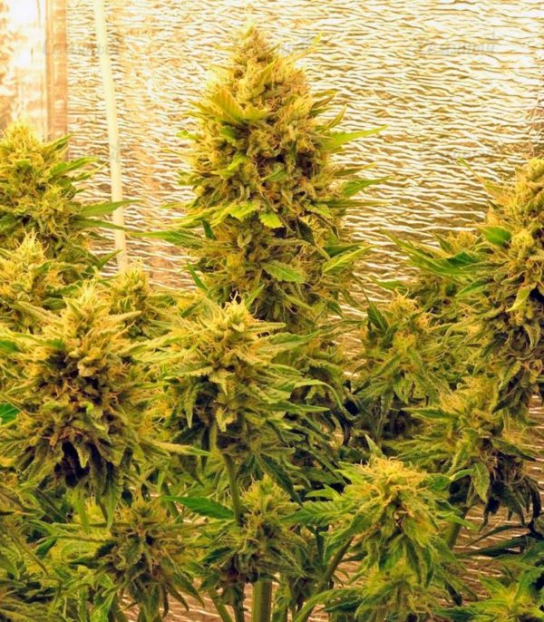 Семена сорта New York City (Pyramid Seeds) — изображение 7