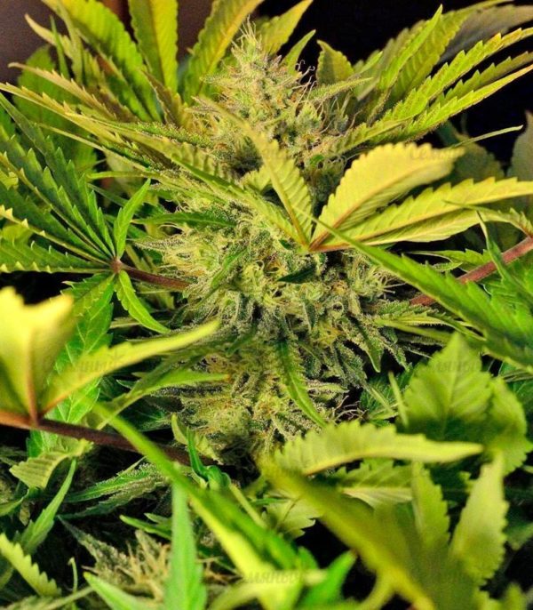 Семена сорта New York City (Pyramid Seeds) — изображение 8