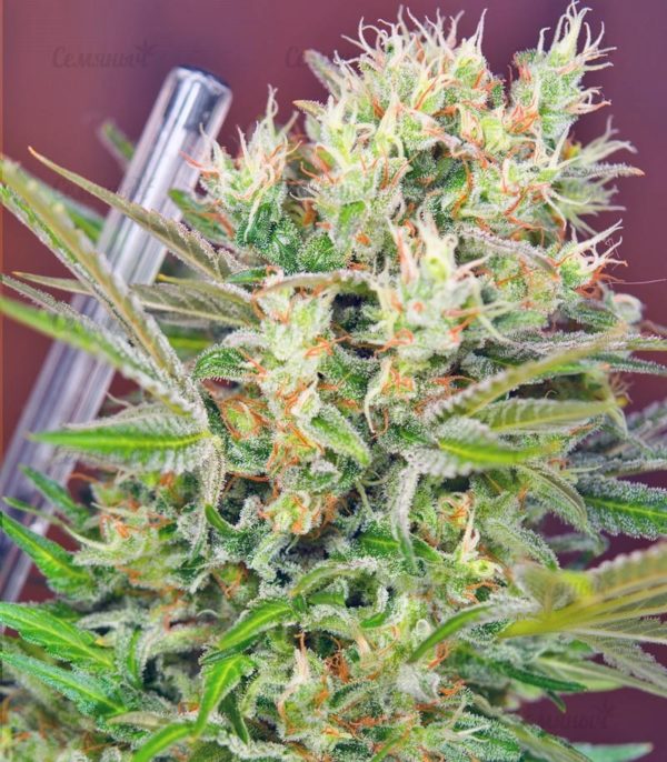 Семена сорта Turbo Bud auto (Heavyweight Seeds) — изображение 4