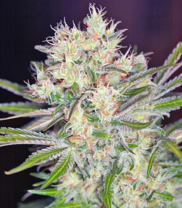 Семена сорта Turbo Bud auto (Heavyweight Seeds) — изображение 5