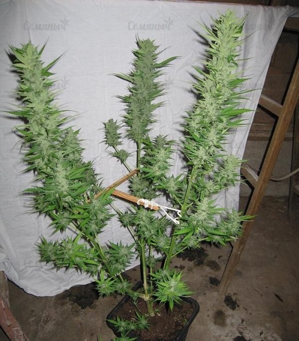 Семена сорта Critical Kush Auto (Critical Rapido Auto) — изображение 5