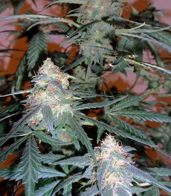 Семена сорта Critical Kush Auto (Critical Rapido Auto) — изображение 6