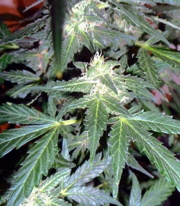Семена сорта Critical Kush Auto (Critical Rapido Auto) — изображение 8