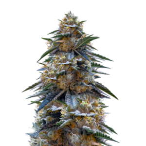 Семена сорта Tahoe Cure fem (Pyramid Seeds)