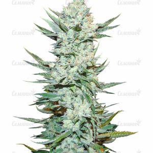 Семена сорта OG Kush (Dinafem Seeds)