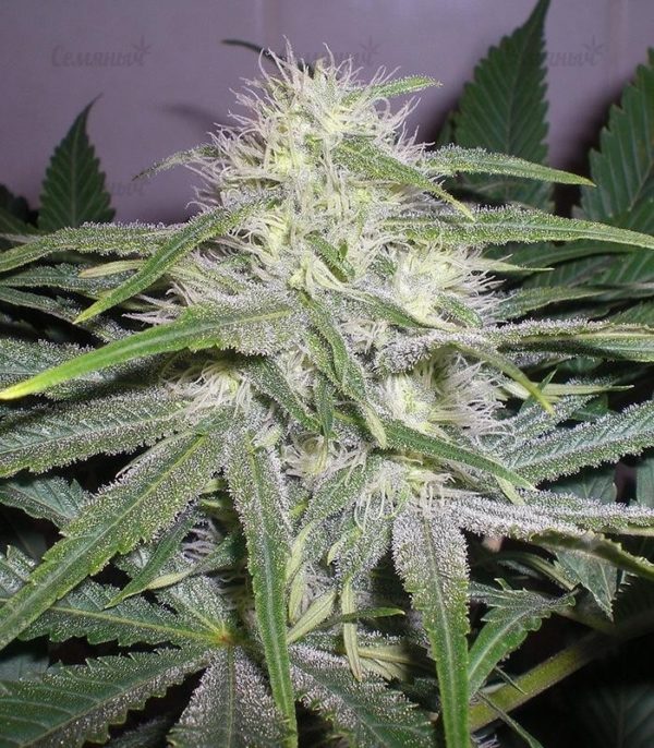 Семена сорта Original White Widow (IBL) — изображение 7