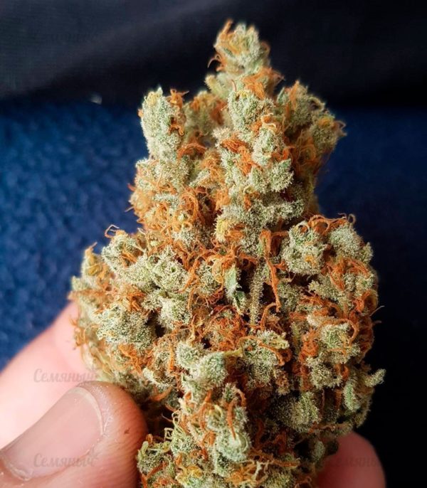 Семена сорта Satori regular (Mandala Seeds) — изображение 4