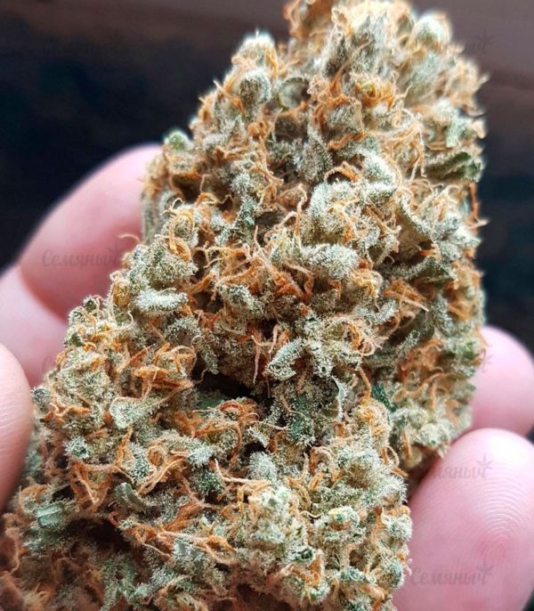 Семена сорта Satori regular (Mandala Seeds) — изображение 7