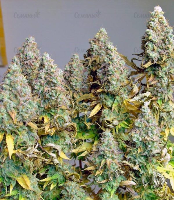 Семена сорта Tutankhamon (Pyramid Seeds) — изображение 5