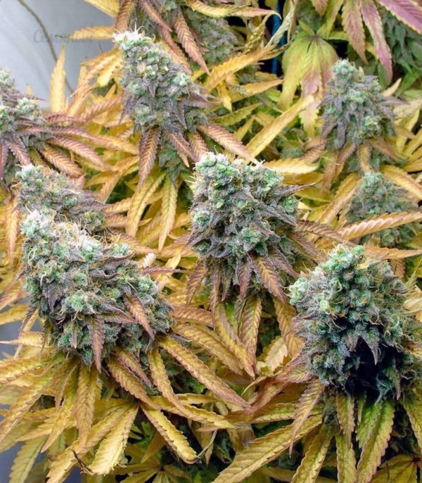 Семена сорта Tutankhamon (Pyramid Seeds) — изображение 6