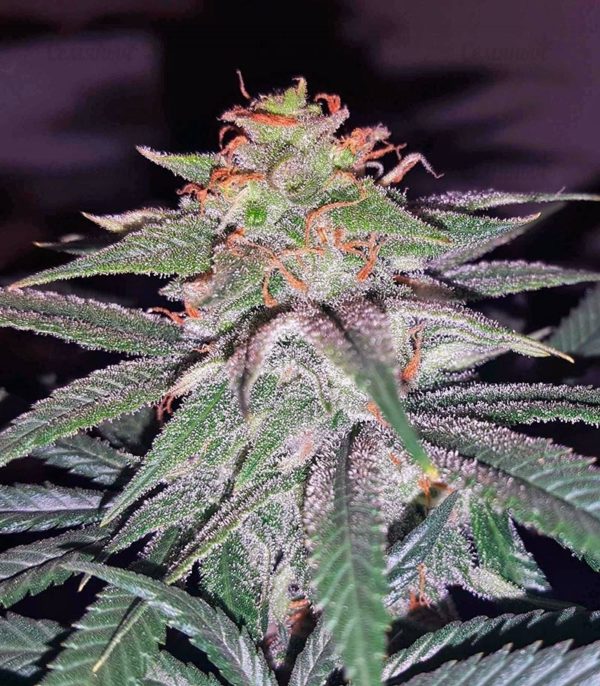 Семена сорта Tutankhamon (Pyramid Seeds) — изображение 7