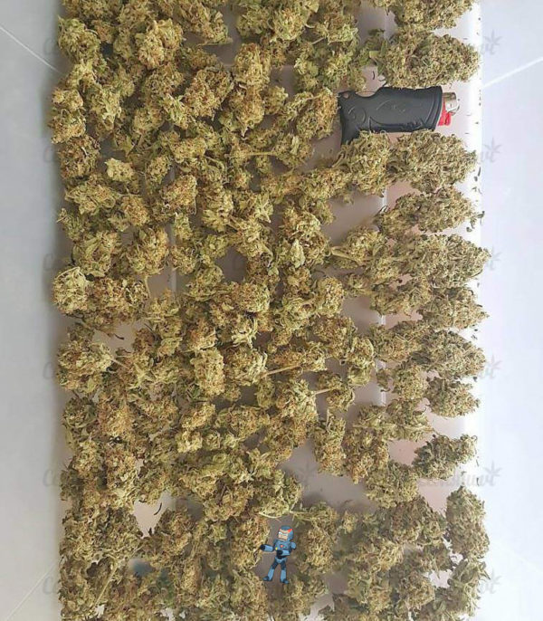 Семена сорта Auto Bubble (Female Seeds) — изображение 4