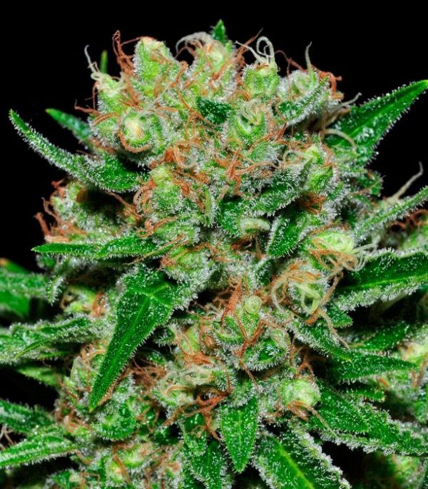 Семена сорта Original Limonade Skunk (Victory Seeds) — изображение 4