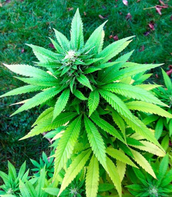 Семена сорта Original Limonade Skunk (Victory Seeds) — изображение 5