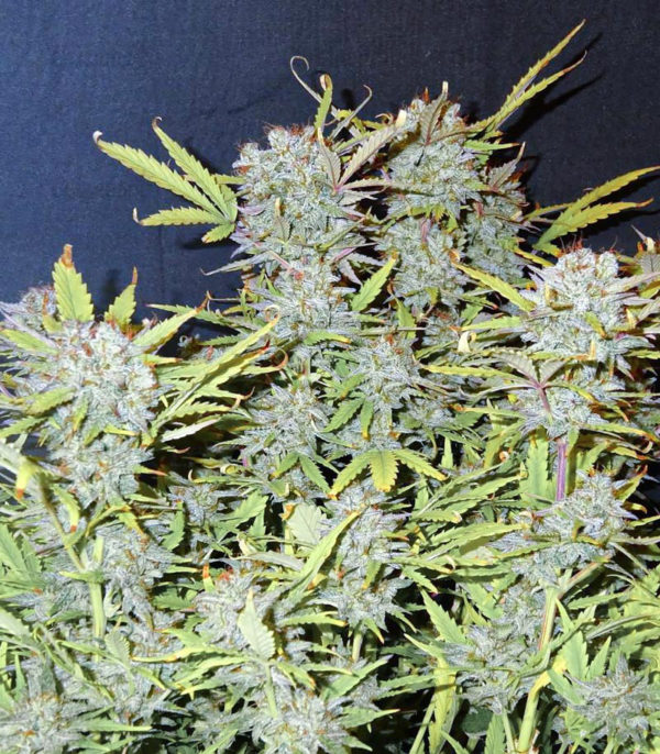 Семена сорта Franco's Lemon Cheese (GHS) — изображение 6
