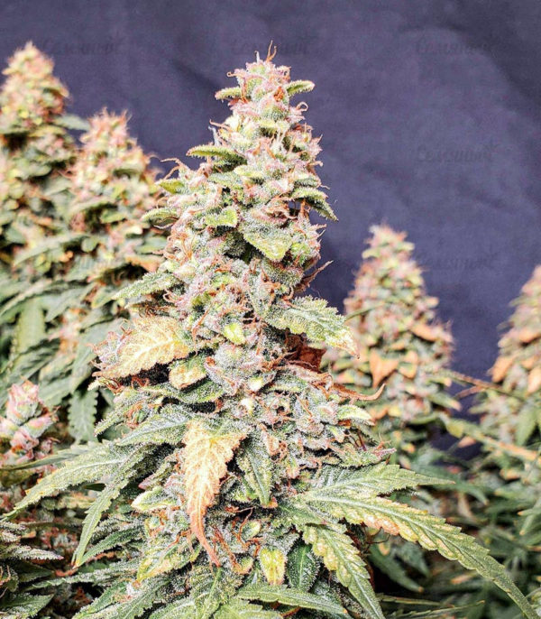 Семена сорта Franco's Lemon Cheese (GHS) — изображение 4