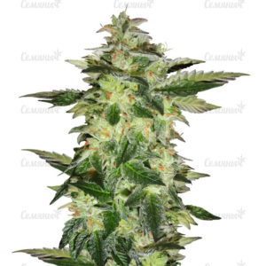 Семена сорта Tropicanna Banana fem (Barney's Farm)