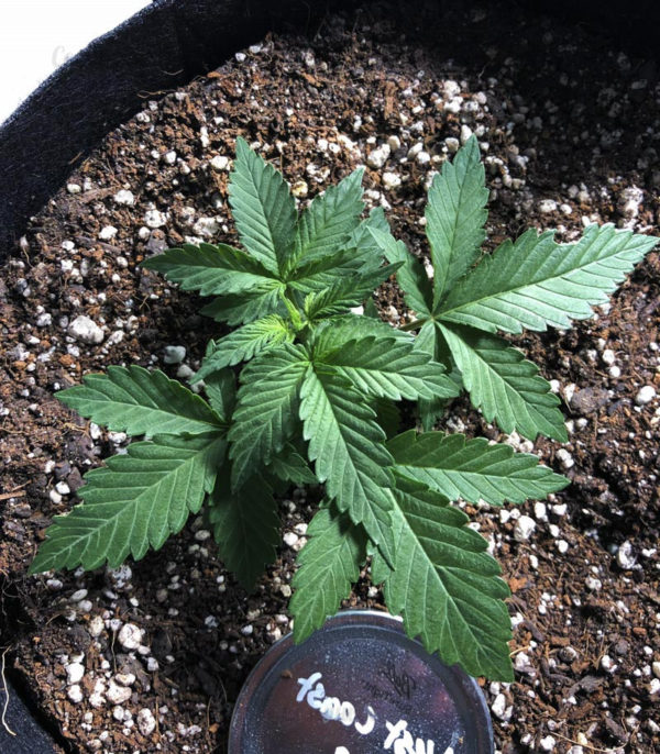 Семена сорта Haze 1 (Nirvana Seeds) — изображение 9
