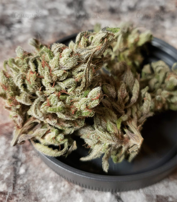 Семена сорта Haze 1 (Nirvana Seeds) — изображение 6