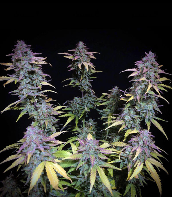 Семена сорта Haze 1 (Nirvana Seeds) — изображение 7