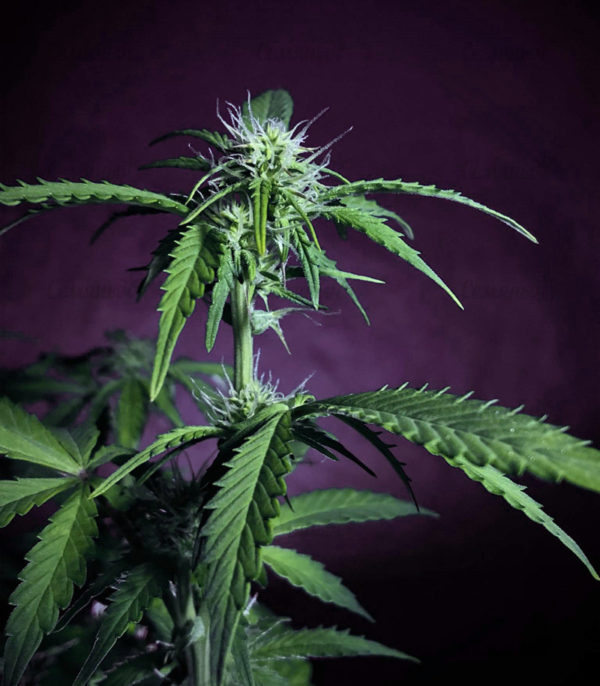 Семена сорта Haze 1 (Nirvana Seeds) — изображение 8