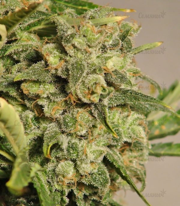 Семена сорта Wild Thailand (World of Seeds) — изображение 4
