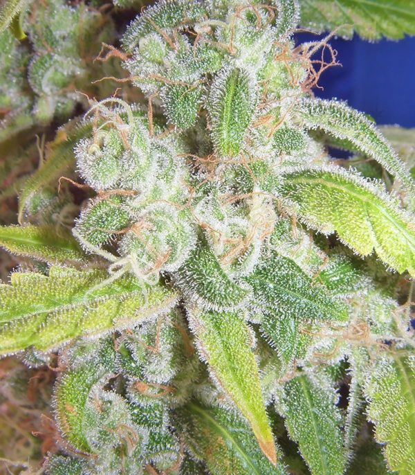 Семена сорта Wild Thailand (World of Seeds) — изображение 6