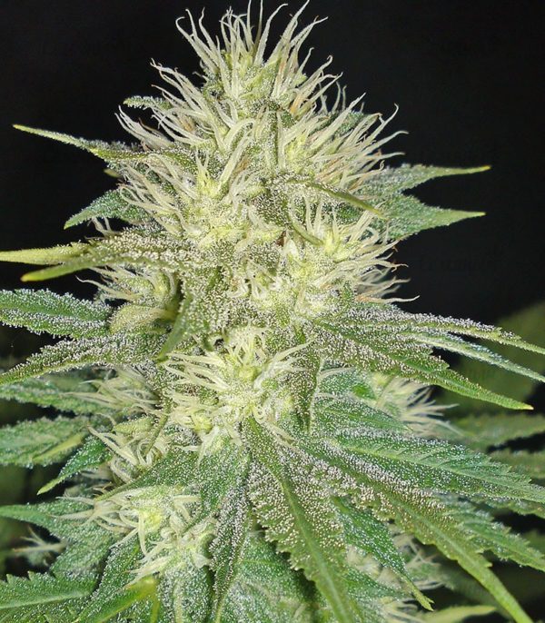 Семена сорта Wild Thailand (World of Seeds) — изображение 7