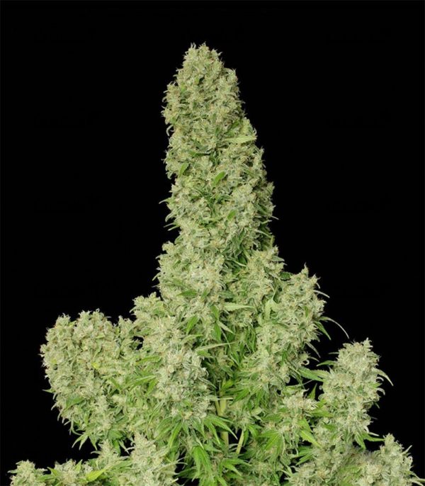Семена сорта Wild Thailand (World of Seeds) — изображение 8