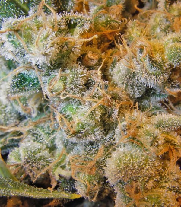 Семена сорта Wild Thailand (World of Seeds) — изображение 9