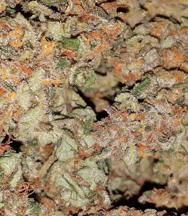 Семена сорта Serious 6 regular (Serious Seeds) — изображение 6