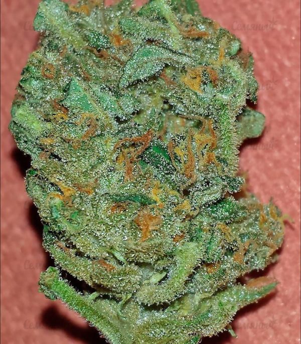 Семена сорта Serious 6 regular (Serious Seeds) — изображение 7