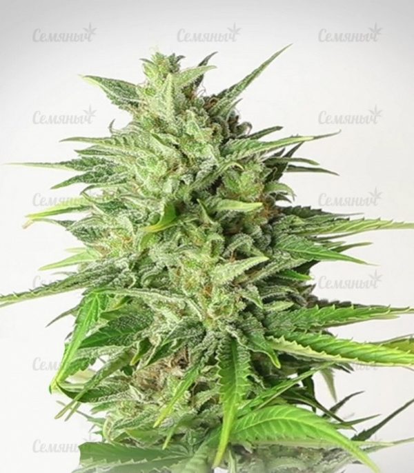 Семена сорта Tank (VIP seeds) — изображение 5