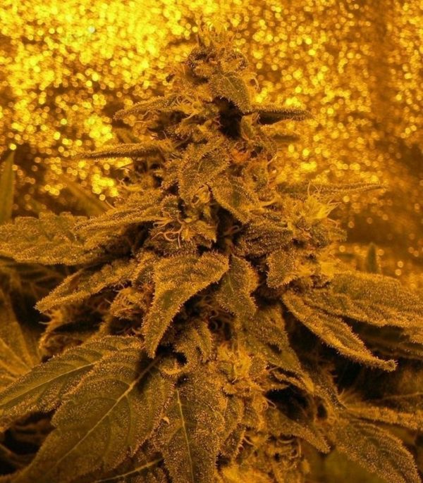 Семена сорта Royale Haze (Dinafem Seeds) — изображение 6