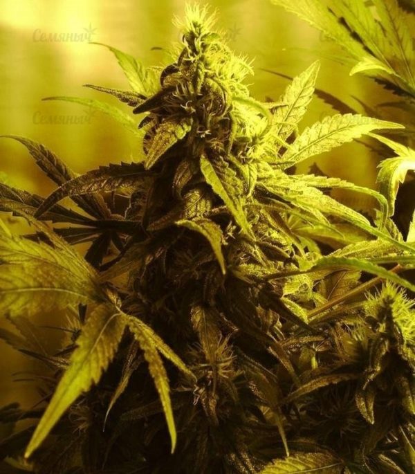 Семена сорта Royale Haze (Dinafem Seeds) — изображение 7