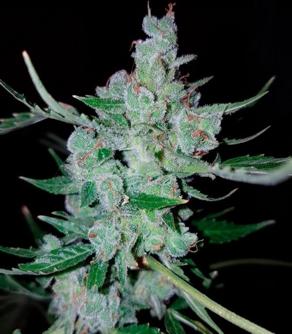 Семена сорта Papa's Candy (Eva Seeds) — изображение 4