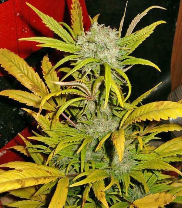 Семена сорта Moby Dick #2 (Dinafem Seeds) — изображение 6