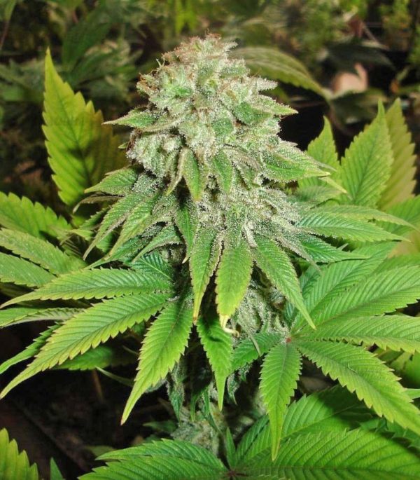 Семена сорта Moby Dick #2 (Dinafem Seeds) — изображение 7