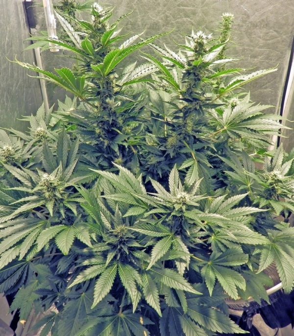 Семена сорта Critical Chronic (Sumo Seeds) — изображение 5