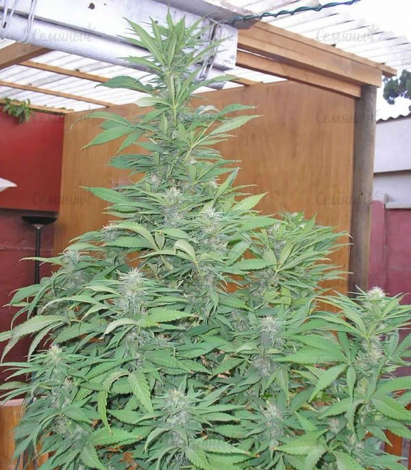 Семена сорта Moby Dick #2 (Dinafem Seeds) — изображение 9