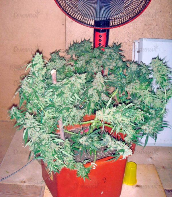 Семена сорта Skunk 47 (World of Seeds) — изображение 4