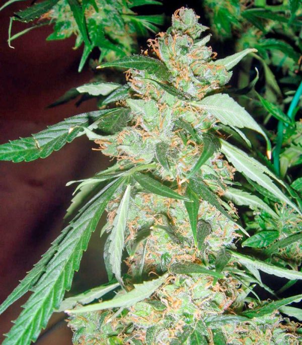 Семена сорта Skunk 47 (World of Seeds) — изображение 5