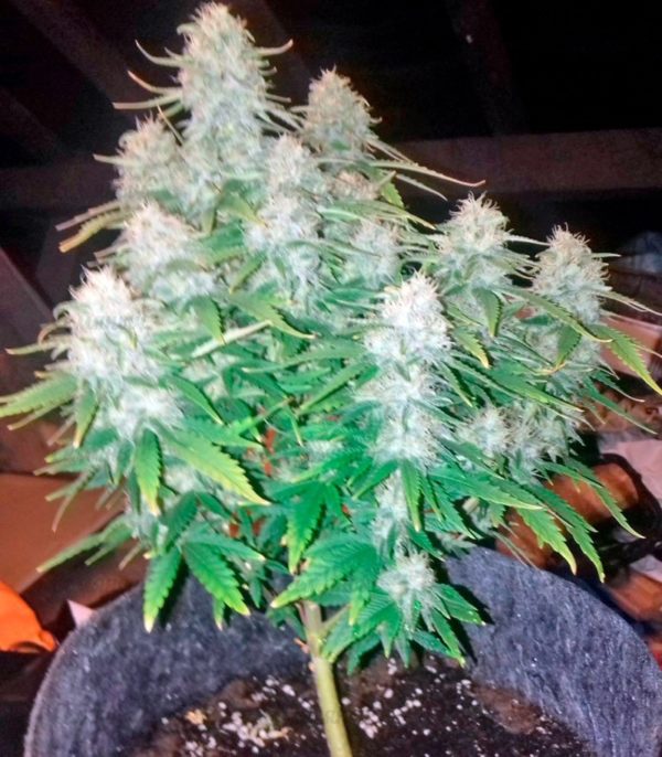 Семена сорта Pre-99 Big Bud — изображение 4