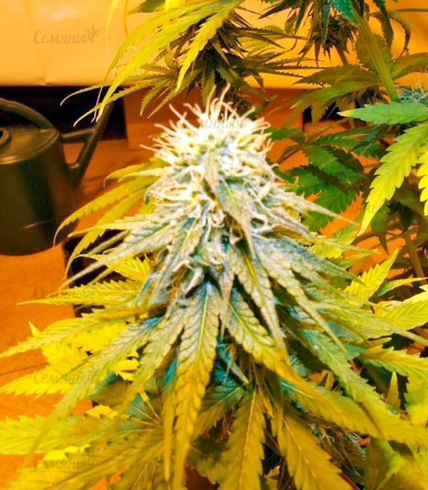 Семена сорта Pre-99 Big Bud — изображение 5
