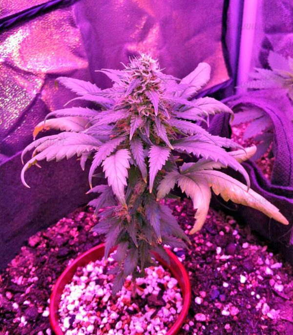 Семена сорта Anesthesia (Pyramid Seeds) — изображение 4