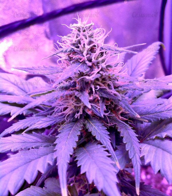 Семена сорта Anesthesia (Pyramid Seeds) — изображение 5