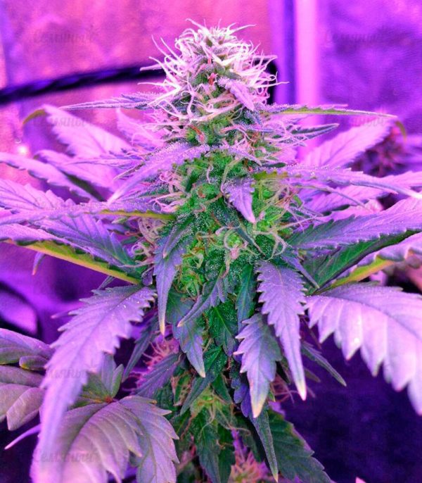 Семена сорта Anesthesia (Pyramid Seeds) — изображение 6