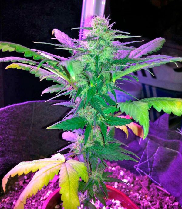 Семена сорта Anesthesia (Pyramid Seeds) — изображение 7